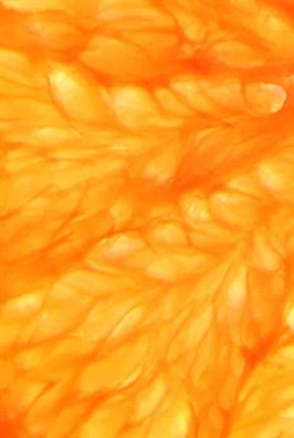 Orange Slice